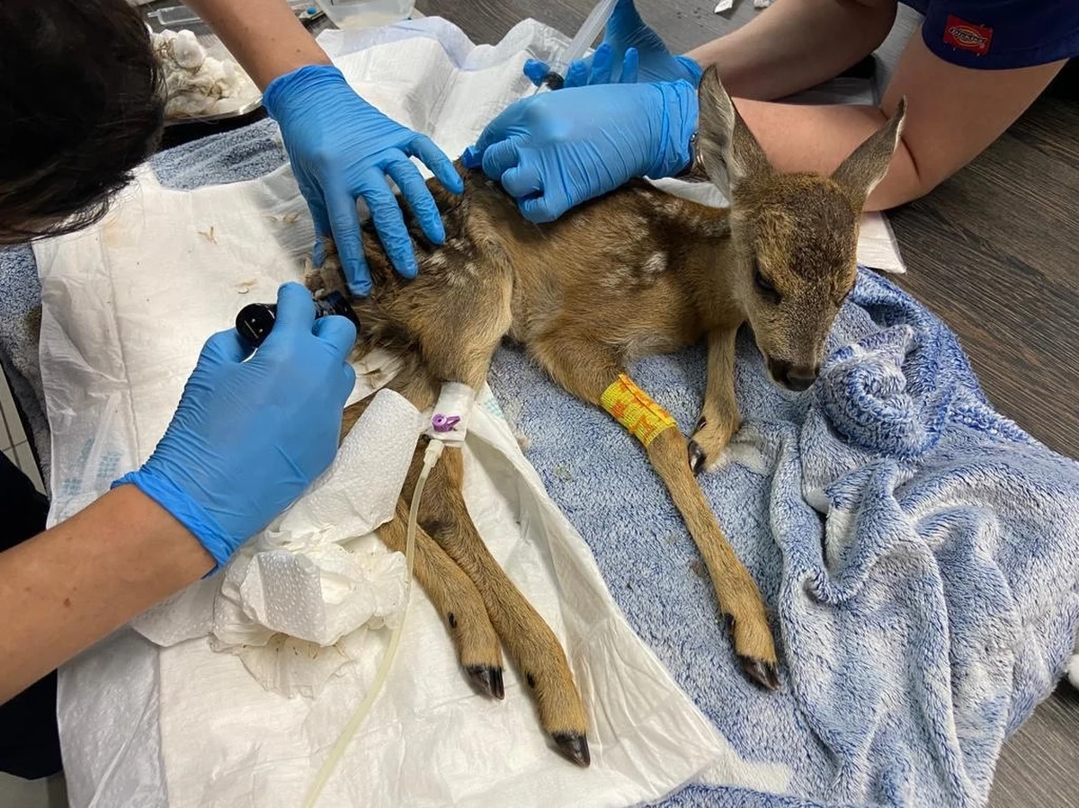 Ranne i chore ptaki i drobne ssaki znajdą pomoc. Fundacja Ośrodek Rehabilitacji Dzikich Zwierząt wygrała konkurs na opiekę nad zwierzętami. To reakcja władz Poznania na decyzję o zamknięciu lecznicy Uniwersytetu Przyrodniczego.