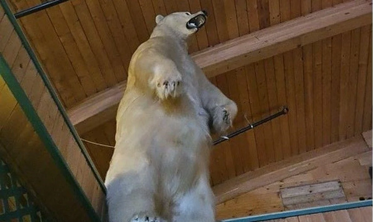 50 kilometrów od Edmonton w Kanadzie pod koniec stycznia doszło do nietypowej kradzieży. Z hotelu nie skradziono pieniędzy czy mebli; zauważono jednak brak wypchanego polarnego niedźwiedzia.