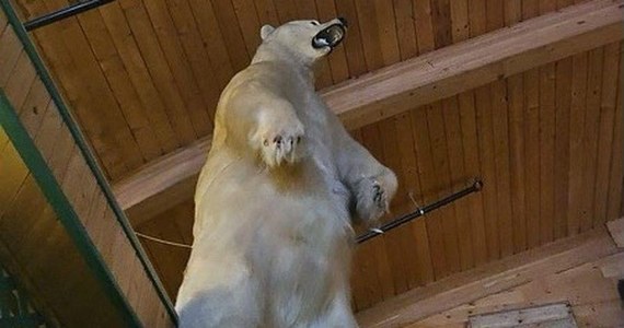 50 kilometrów od Edmonton w Kanadzie pod koniec stycznia doszło do nietypowej kradzieży. Z hotelu nie skradziono pieniędzy czy mebli; zauważono jednak brak wypchanego polarnego niedźwiedzia.