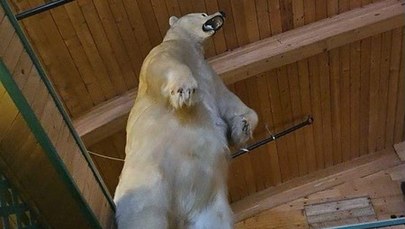Nietypowa kradzież wypchanego niedźwiedzia w Kanadzie
