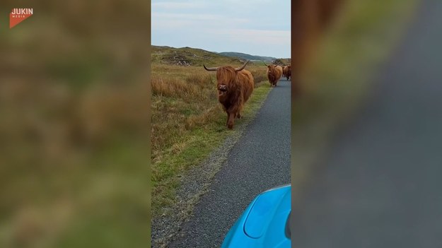 Spójrzcie na to wesołe nagranie krów rasy "szkocka wyżynna", które dziarsko biegną wzdłuż drogi.