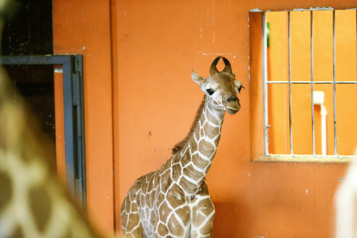 W Śląskim Ogrodzie Zoologicznym w Chorzowie na świat przyszła żyrafa siatkowana o imieniu Lilo. To już drugie narodziny żyrafy po siedmioletniej przerwie i 21. żyrafa urodzona w chorzowskim zoo.