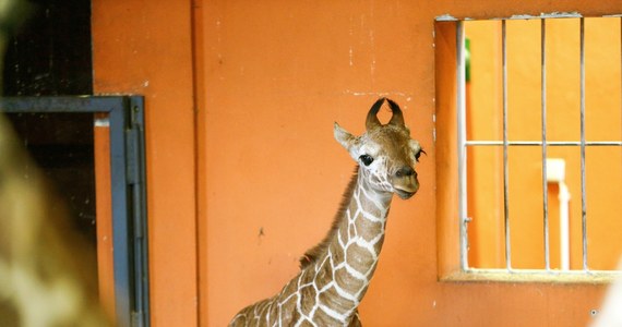 W Śląskim Ogrodzie Zoologicznym w Chorzowie na świat przyszła żyrafa siatkowana o imieniu Lilo. To już drugie narodziny żyrafy po siedmioletniej przerwie i 21. żyrafa urodzona w chorzowskim zoo.