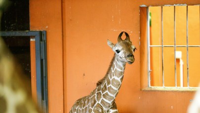 W śląskim zoo urodziła się druga żyrafa Lilo