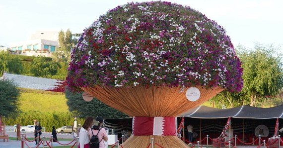 Do Księgi Rekordów Guinnessa trafił wyjątkowy bukiet, który stał się atrakcją katarskiej stolicy. Prezentowana w Dosze kompozycja składa się z 5564 kwiatów petunii. Ma 6 metrów średnicy. 
