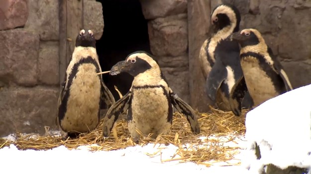 Niedawno przypadał Światowy Dzień Wiedzy o Pingwinach. A warto o nich rozmawiać i poznać je bliżej, bo ich populacja jest zagrożona, wszystkie podlegają ochronie. W ciągu ostatnich 35 lat, populacja pingwinów przylądkowych spadła o 95%. Być może w przyszłości ten gatunek będzie można oglądać tylko w ogrodach zoologicznych. Jak z adaptacją do zmian klimatu radzą sobie te ptaki- sprawdzała Adrianna Borowicz.