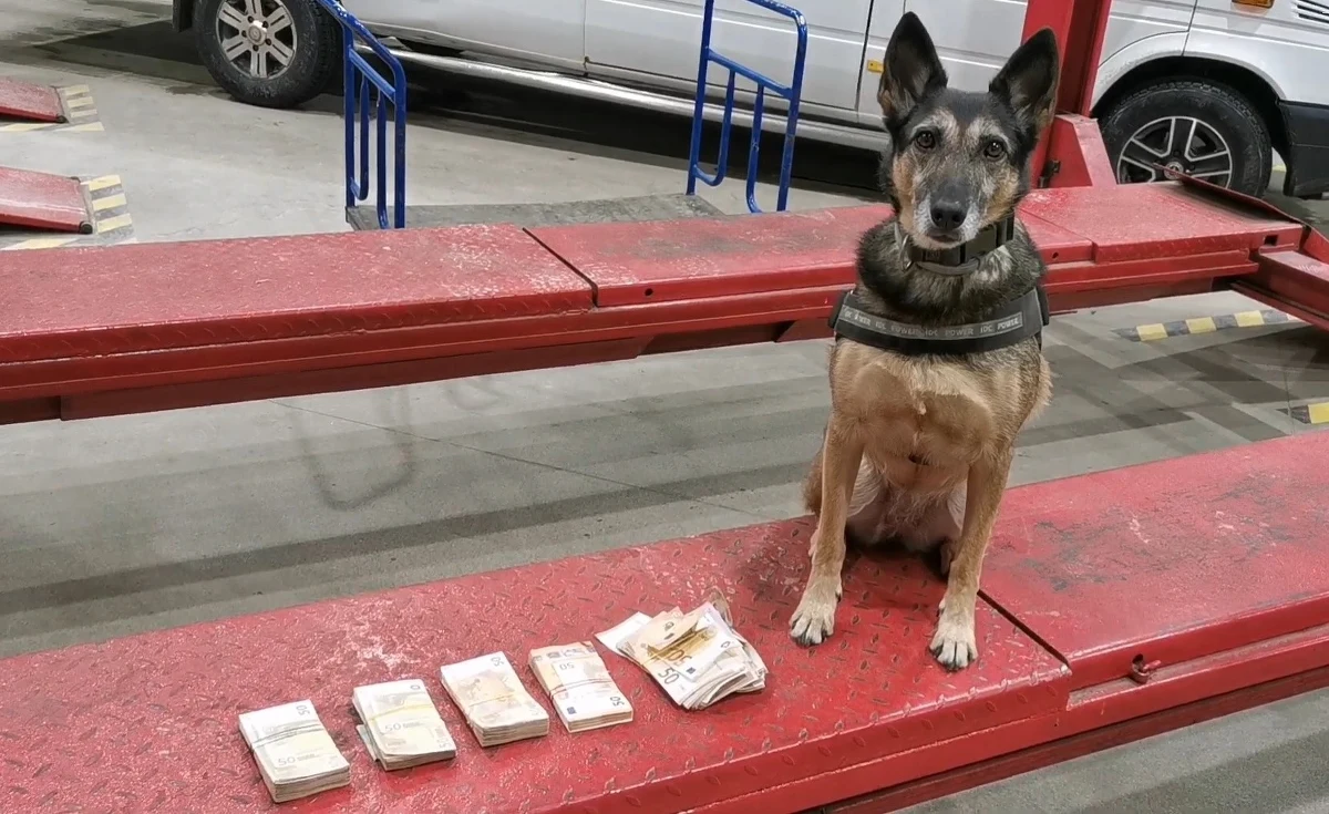 Nielegalny przewóz 55 tys. euro wykryli funkcjonariusze Służby Celno-Skarbowej na przejściach granicznych w Medyce i Krościenku (Podkarpackie). W wykryciu skrytek z pieniędzmi pomógł pies służbowy - owczarek belgijski o imieniu Cedra.