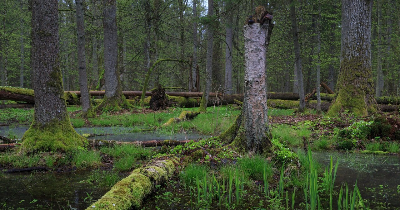 Dziś Światowy Dzień Mokradeł. To bezcenne tereny pełne życia Dziś Światowy Dzień Mokradeł. To bezcenne tereny pełne życia