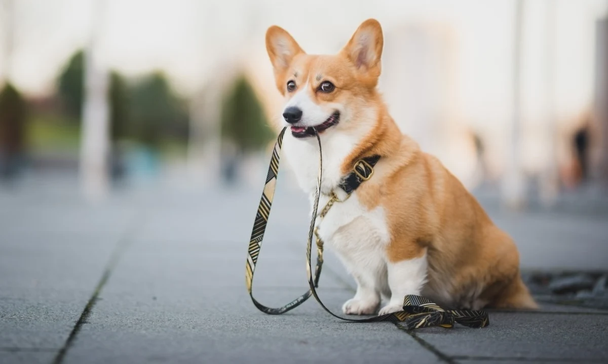 Do urzędu po paszport można teraz także ze zwierzętami. Urząd Wojewódzki w Szczecinie otwiera się na posiadaczy zwierząt. Kto musi załatwić sprawy paszportowe, a nie ma co zrobić z pupilem, może przyjść razem z nim.