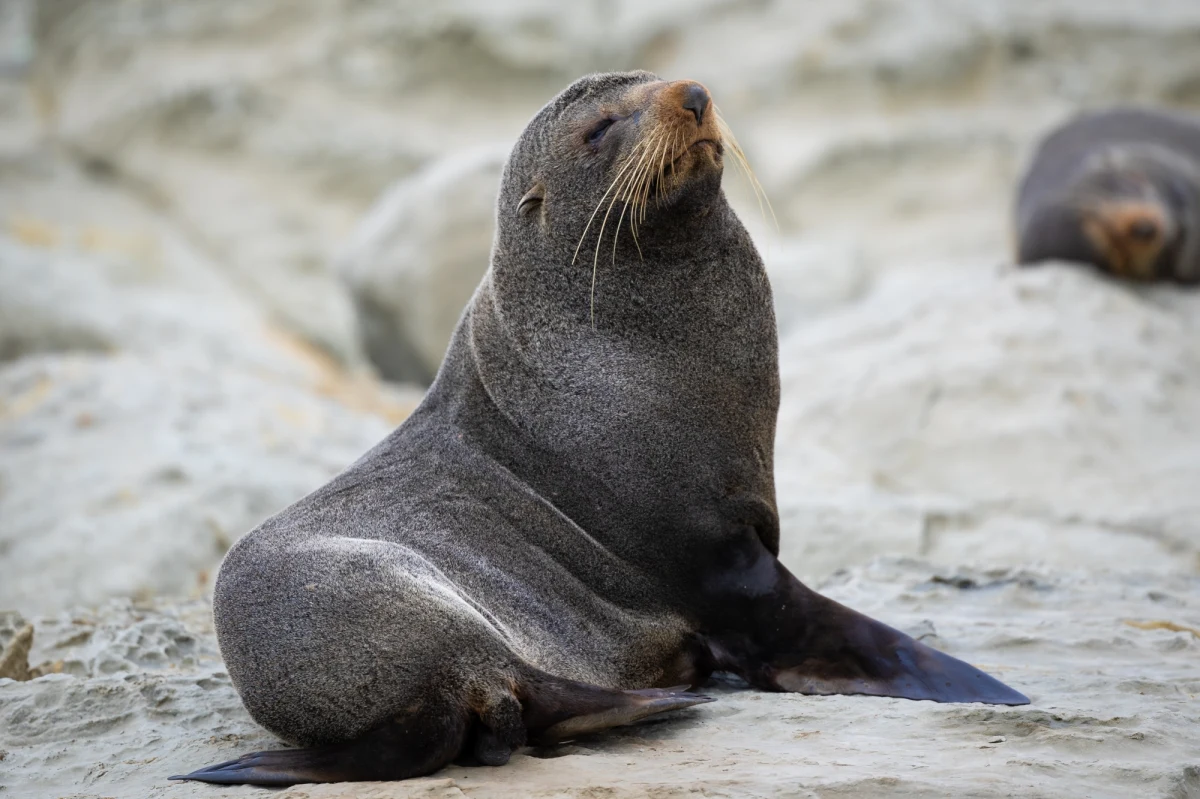​W ciągu ostatnich pięciu miesięcy u wybrzeży nowozelandzkiej Wyspy Południowej padło prawie tysiąc fok futerkowych - podaje portal radia RNZ. Według naukowców, to "początek załamania ekosystemu", który wynika ze wzrostu temperatury morza i wyczerpania zasobów rybnych.