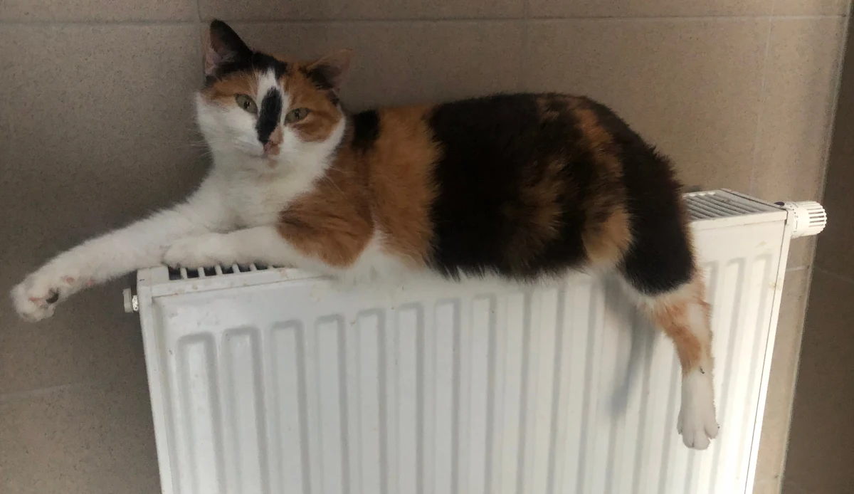 Coraz więcej psów i kotów trafia o tej porze roku do schronisk dla bezdomnych zwierząt. Tak jest między innymi w Schronisku dla Bezdomnych Zwierząt w Dyminach koło Kielc.