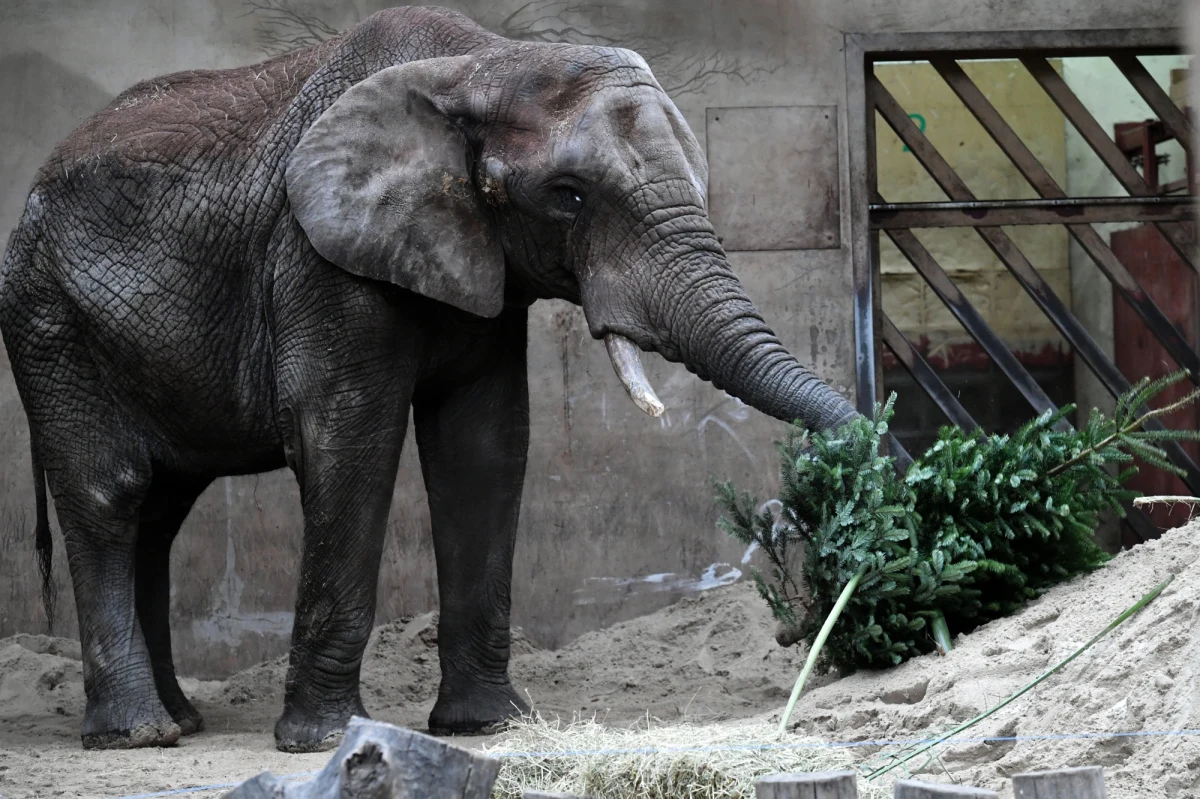 ​W warszawskim zoo w niedzielę wielka feta - 23. urodziny słonia Leona, największego warszawiaka. Stołeczny ogród zoologiczny zaprasza do przynoszenia prezentów i kartek urodzinowych.