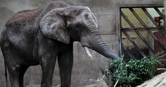 ​W warszawskim zoo w niedzielę wielka feta - 23. urodziny słonia Leona, największego warszawiaka. Stołeczny ogród zoologiczny zaprasza do przynoszenia prezentów i kartek urodzinowych.