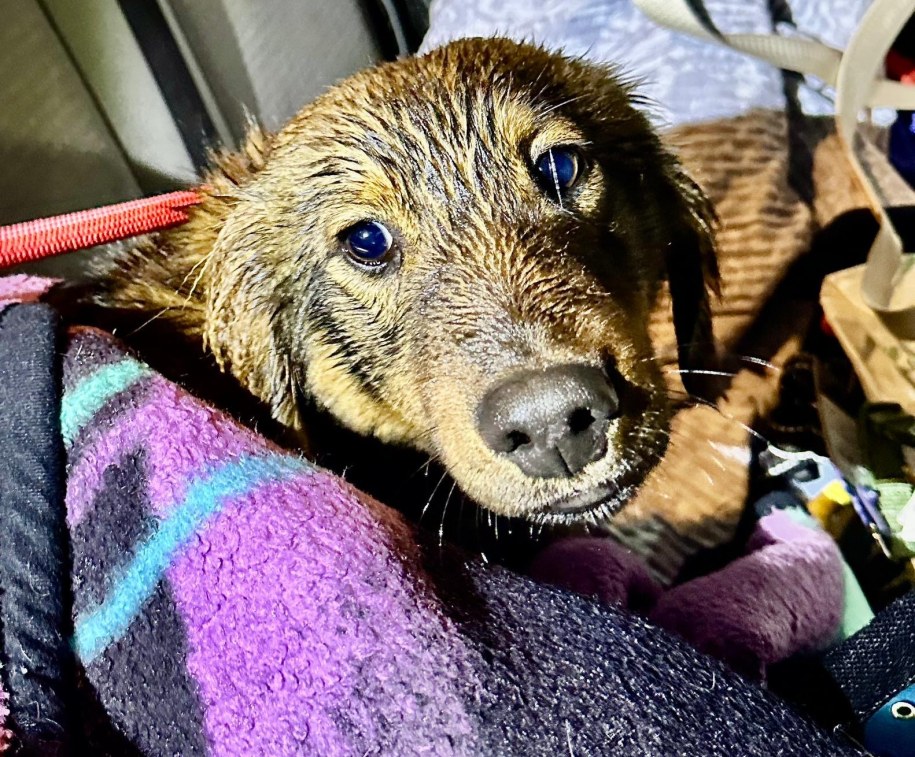 /SAR /Materiały prasowe