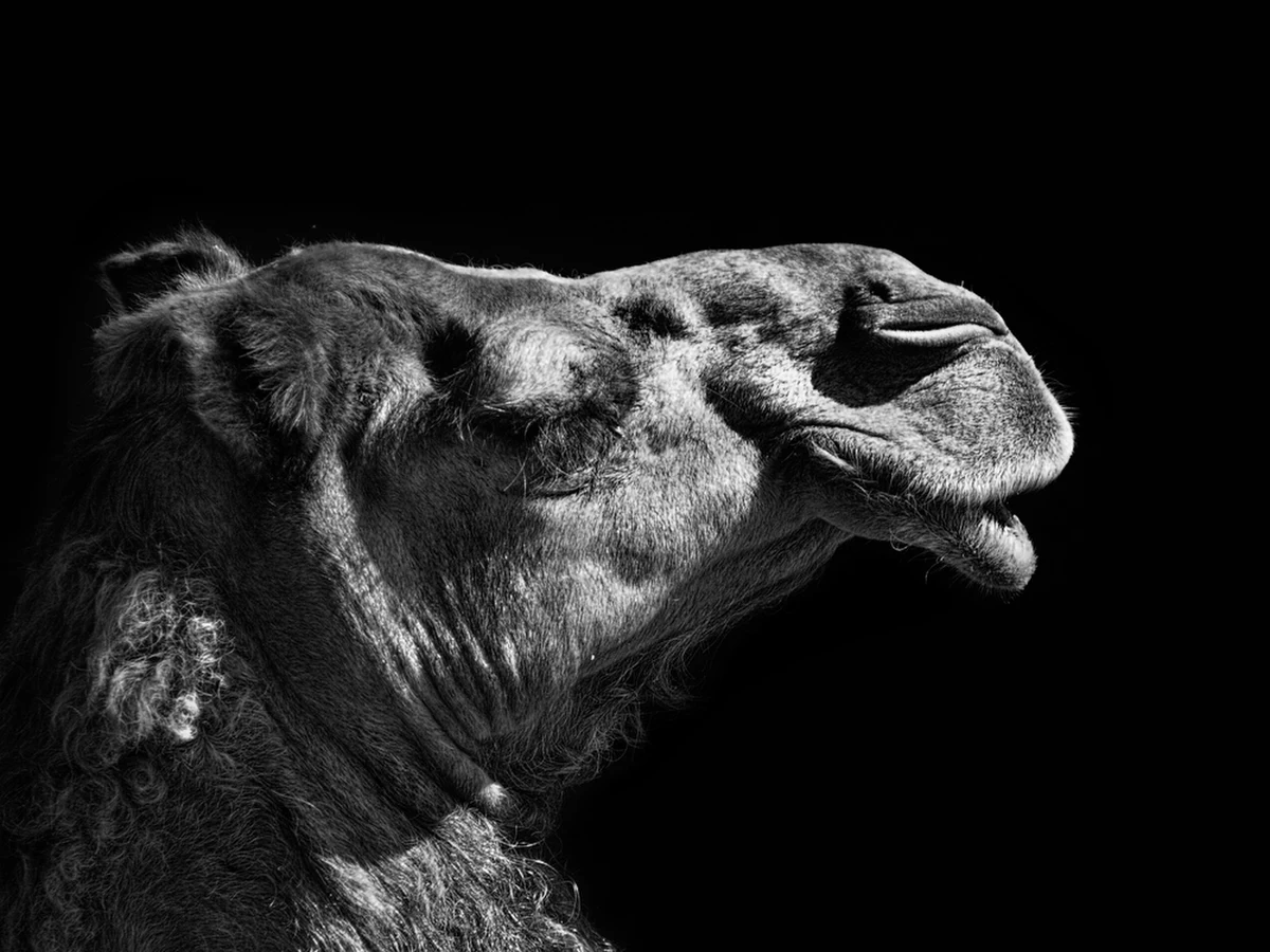 Pracownicy rosyjskiego Ministerstwa ds. Nadzwyczajnych podjęli ważną interwencję na terytorium kosmodromu Bajkonur. Członkowie Specjalistycznego Zespołu Reagowania Kryzysowego nr 2 przechwycili i zabezpieczyli wielbłąda dwugarbnego, który wtargnął na teren obiektów technicznych miejsca startów lotów kosmicznych.