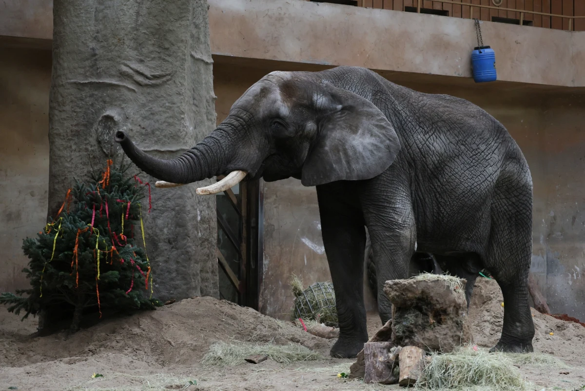 W stołecznym ogrodzie zoologicznym jedyny samiec w słoniowym stadzie – Leon - świętował 23. urodziny.