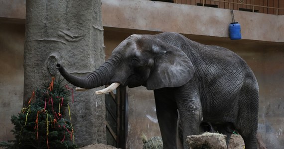 W stołecznym ogrodzie zoologicznym jedyny samiec w słoniowym stadzie – Leon - świętował 23. urodziny.