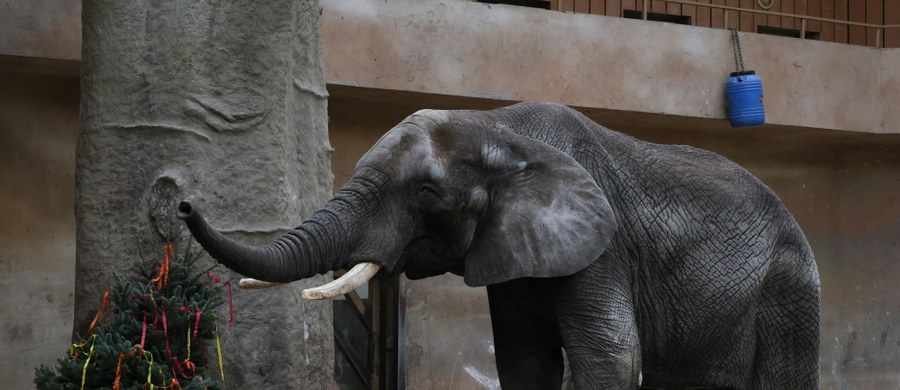 W stołecznym ogrodzie zoologicznym jedyny samiec w słoniowym stadzie – Leon - świętował 23. urodziny.