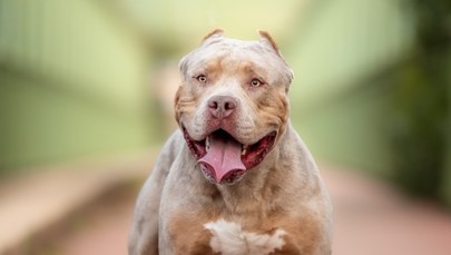 Kobieta zagryziona na oczach wnuka przez American XL Bully