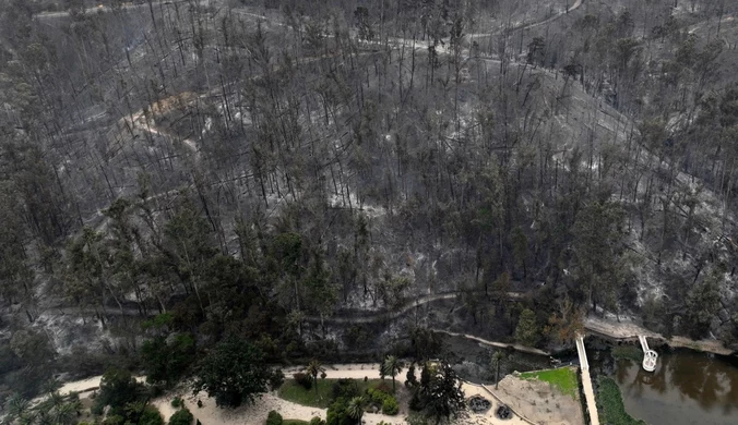 Ogień trawi lasy w turystycznym regionie. Ponad sto ofiar 