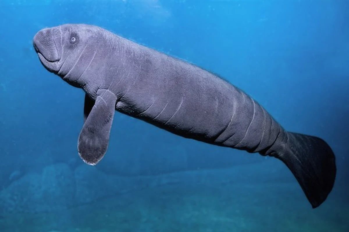 To już oficjalne. Manat, który urodził się pod koniec września we wrocławskim zoo ma już swoje imię. Decyzja internautów będzie nazywał się Aluś. 