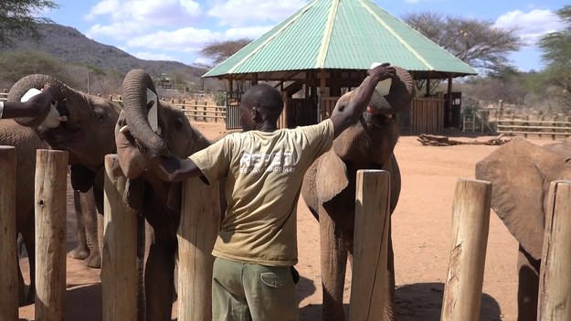 W świecie dzikiej przyrody nie brakuje przypadków porzuconego potomstwa czy kłusownictwa, którego finałem jest osierocenie maluchów. Na szczęście są ludzie, którzy biorą pod swoją opiekę młode zwierzęta w potrzebie. Jednym z miejsc, gdzie można podziwiać ich pracę jest Sanktuarium Słoni Reteti w Kenii. Prowadzą je członkowie ludu Samburu, który od tysięcy lat żyje w towarzystwie zwierząt. Młode słonie są tutaj karmione m.in. ośmioma porcjami specjalnego mleka dziennie. Docelowo mają wrócić na łono natury. Autor nagrania przyznaje, że entuzjazm ssaków na wieść o karmieniu zrobił na nim duże wrażenie.