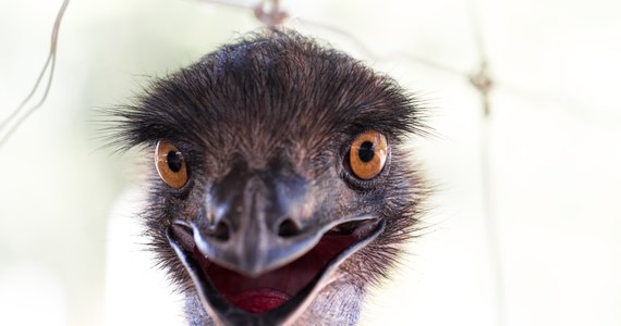 Dobre wieści dla zmęczonych zimową aurą. Emu ze zwierzętarni Zachodniopomorskiego Uniwersytetu Technologicznego w Szczecinie poczuły już wiosnę! Ruszyły zaloty i pojawiają się pierwsza jaja. 