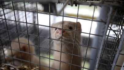Zakaz hodowli zwierząt futerkowych w Polsce? Projekt ustawy w Sejmie