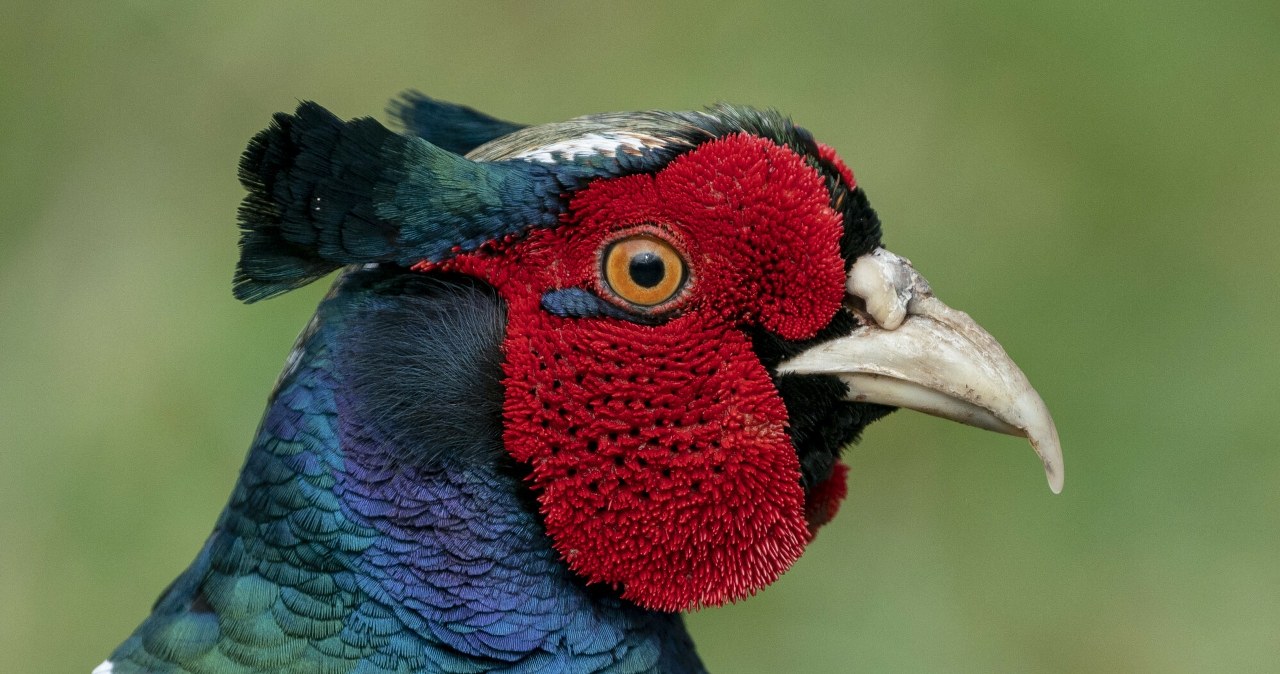 Zastawiał pułapki na bażanty i zabijał. Odpowie za kłusownictwo