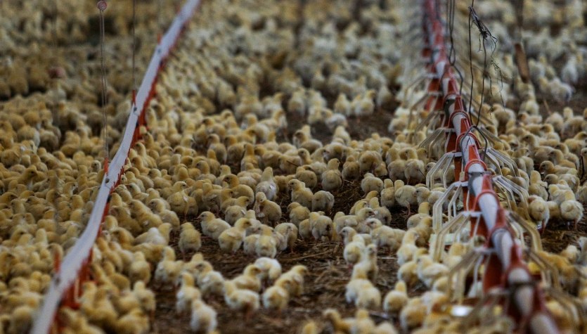 Antybiotyki w mięsie. Polska niechlubnym liderem w UE