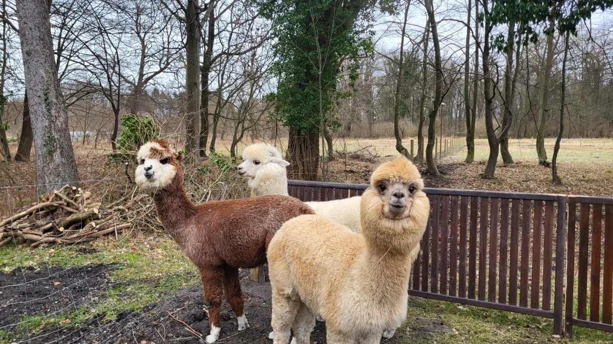 Leczenie psychiatrycznie przy udziale alpak? Tak, to możliwe. W Centrum Leczenia Dzieci i Młodzieży w lubuskim Zaborze trzy alpaki: Max, Biszkopt i Rosman mają pomóc w leczeniu dzieci i nastolatków z depresją i stanami lękowymi. 