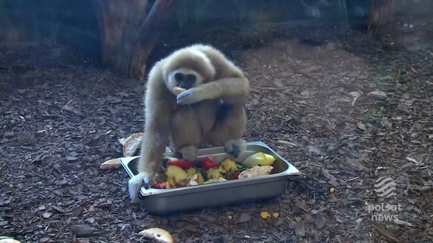 Zoo w Zamościu zaprosiło najmłodszych na wspólne przygotowywanie posiłków dla mieszkańców małpiarni. Lemury czy gibony paszą raczej pogardzą, mają za to swoje ulubione przysmaki. Jakie -sprawdzała Adrianna Borowicz.