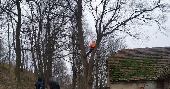 Policjanci ze Złotoryi nie spodziewali się, że poszukiwany mężczyzna wykaże się aż taką determinacją. 46-latek ukrył się na strychu, potem uciekł na dach, a stamtąd na rosnące obok domu drzewo. 