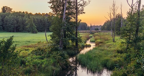 Kilkudziesięciu przedsiębiorców z branży turystycznej z Podlasia zwróciło się do premiera Donalda Tuska i minister klimatu i środowiska Pauliny Hennig-Kloski o przyjęcie regulacji prawnych nadających obszarowi Puszczy Białowieskiej specjalny status. Zdaniem Sławomira Dronia, autora apelu, sytuacja jest bardzo trudna. W rozmowie z Tomaszem Terlikowskim mówi o konieczności ochrony Puszczy Białowieskiej. 