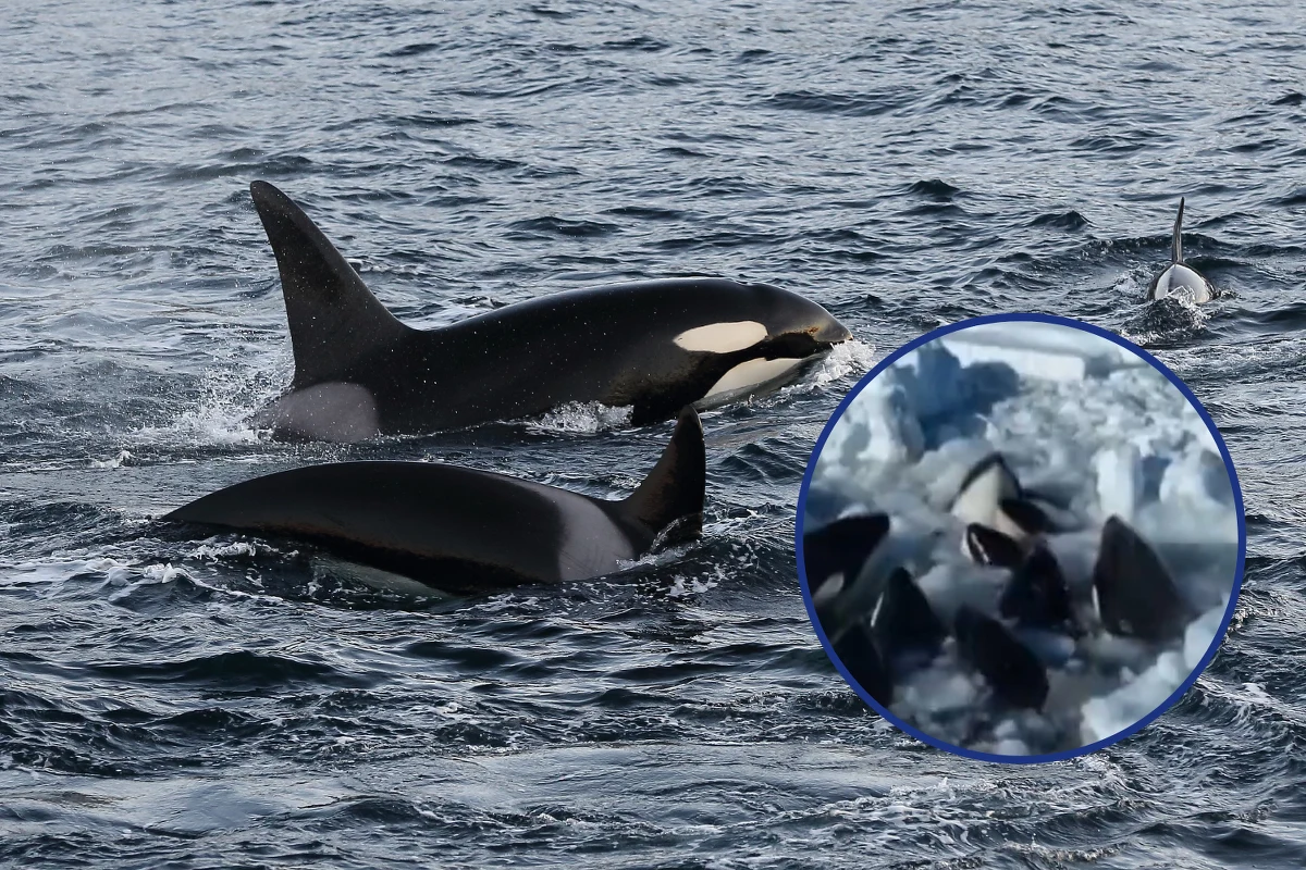 Stado orek, ok. 13 osobników, utknęło wśród dryfującego lodu u wybrzeży północnej wyspy Hokkaido w Japonii. Służby twierdzą, że nie są w stanie im pomóc, chyba że lód pęknie w sposób naturalny.