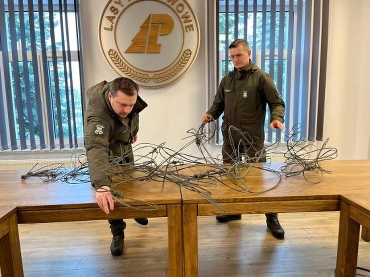 W Nadleśnictwie Korpele przeprowadzona została akcja "kłusownik". Leśnicy wraz z myśliwymi przeszukali dokładnie miejsca, zagrożone kłusownictwem. Udało się znaleźć kilkanaście wnyków.