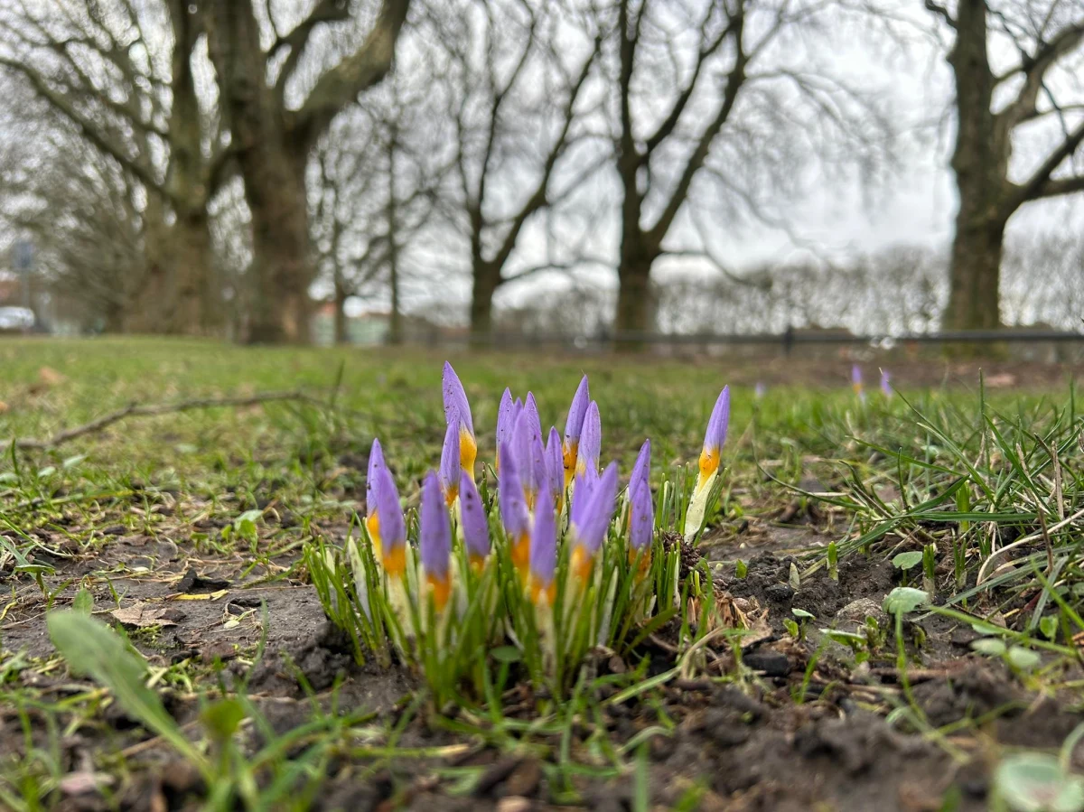 Jeszcze nieśmiało, ale z każdym dniem ich przybywa. Na Jasnych Błoniach w Szczecinie robi się powoli fioletowo, bo zaczynają już kwitnąć... krokusy. To znak, że wiosna jest coraz bliżej.