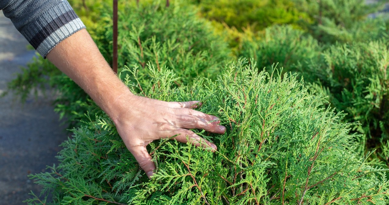 Atakuje tuje i jałowce. Oto objawy, które świadczą o obecności szkodnika