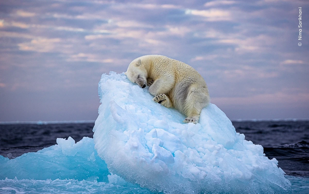 Zachwycająca fotografia przedstawiająca niedźwiedzia polarnego drzemiącego na niewielkiej krze na środku morza, zwyciężyła w konkursie na najlepsze zdjęcie roku przedstawiające dziką przyrodę. Zwycięzca nie był oczywisty, ale ostatecznie to niedźwiedź z Norwegii najbardziej poruszył serca głosujących. Proszę państwa, oto miś. Miś jest bardzo słynny dziś.