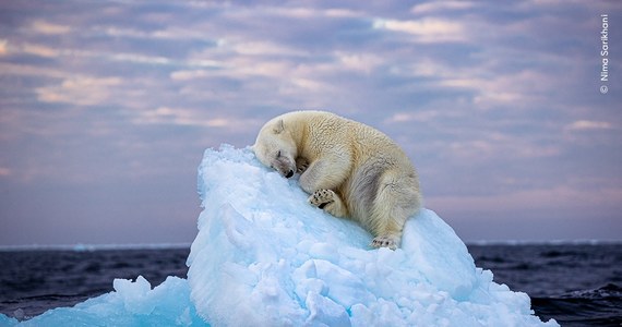 Zachwycająca fotografia przedstawiająca niedźwiedzia polarnego drzemiącego na niewielkiej krze na środku morza, zwyciężyła w konkursie na najlepsze zdjęcie roku przedstawiające dziką przyrodę. Zwycięzca nie był oczywisty, ale ostatecznie to niedźwiedź z Norwegii najbardziej poruszył serca głosujących. Proszę państwa, oto miś. Miś jest bardzo słynny dziś.