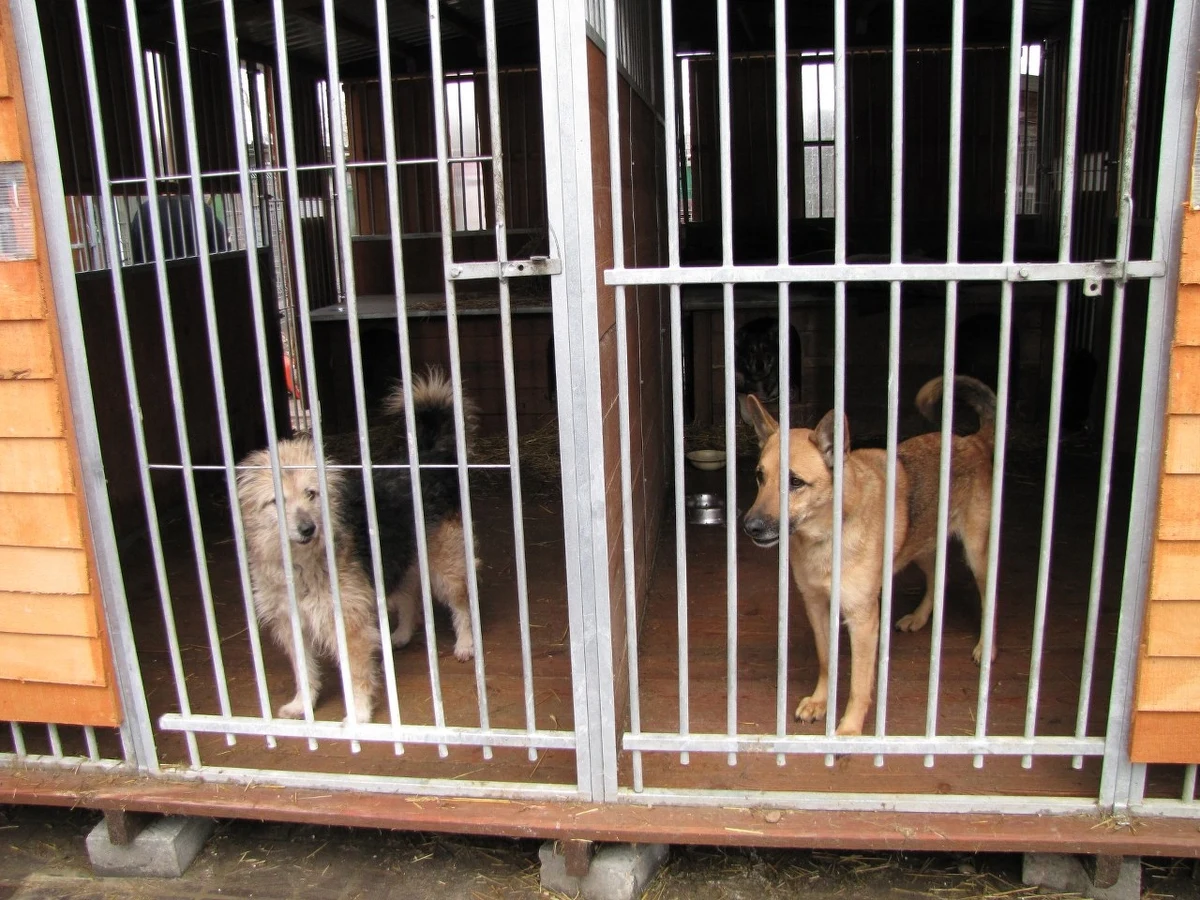 Pół setki wolontariuszy już teraz może przyjąć Schronisko dla Zwierząt w Łodzi. Do końca roku, po generalnym remoncie placówki, ta liczba ma być podwojona. W ten sposób schronisko bardziej otwiera się na łodzian, ich pomoc i unowocześnia adopcje.