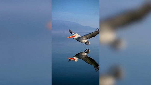 Greckie Jezioro Kerkini to dom największego spośród wszystkich gatunków pelikanów — pelikana kędzierzawego. Sean Weekly z Bristolu wybrał się tam, żeby sfotografować te piękne ptaki. Szczególnie udanie wyszły ujęcia lądowania pelikana na wodzie. Jego sylwetka odbija się w spokojnej tafli jeziora niczym w lustrze. Zobaczcie sami.