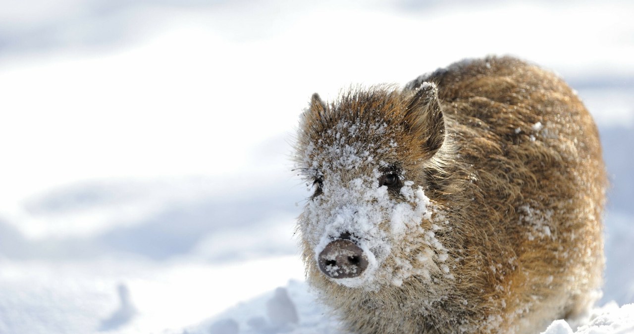 Bioasekuracja czy likwidacja? Kolejne masowe odstrzały dzików budzą kontrowersje