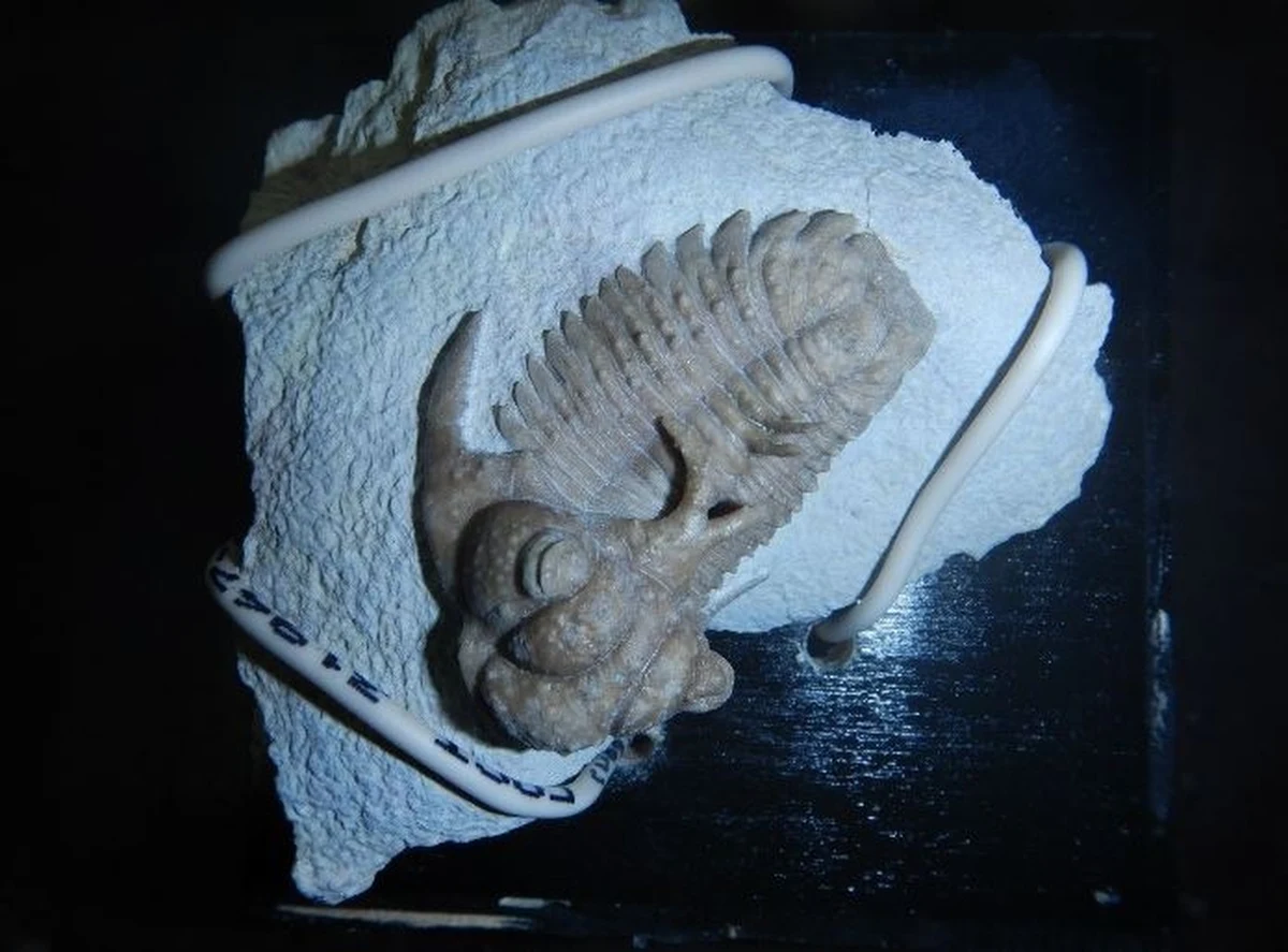 Skamieniałe szczątki wymarłych morskich organizmów z ery paleozoiku znaleźli celnicy w bagażu podróżnego, który przekraczał białorusko-polską granicę w Terespolu. Były ukryte w poduszkach leżących w samochodzie.   

