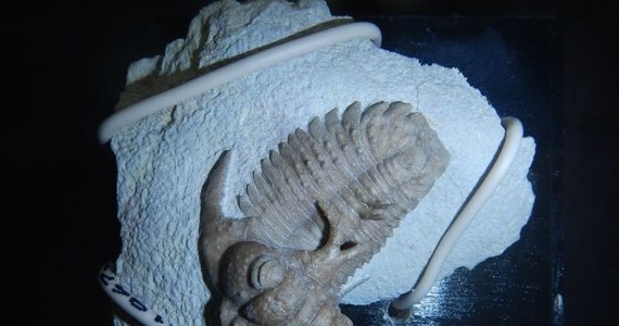 Skamieniałe szczątki wymarłych morskich organizmów z ery paleozoiku znaleźli celnicy w bagażu podróżnego, który przekraczał białorusko-polską granicę w Terespolu. Były ukryte w poduszkach leżących w samochodzie.   

