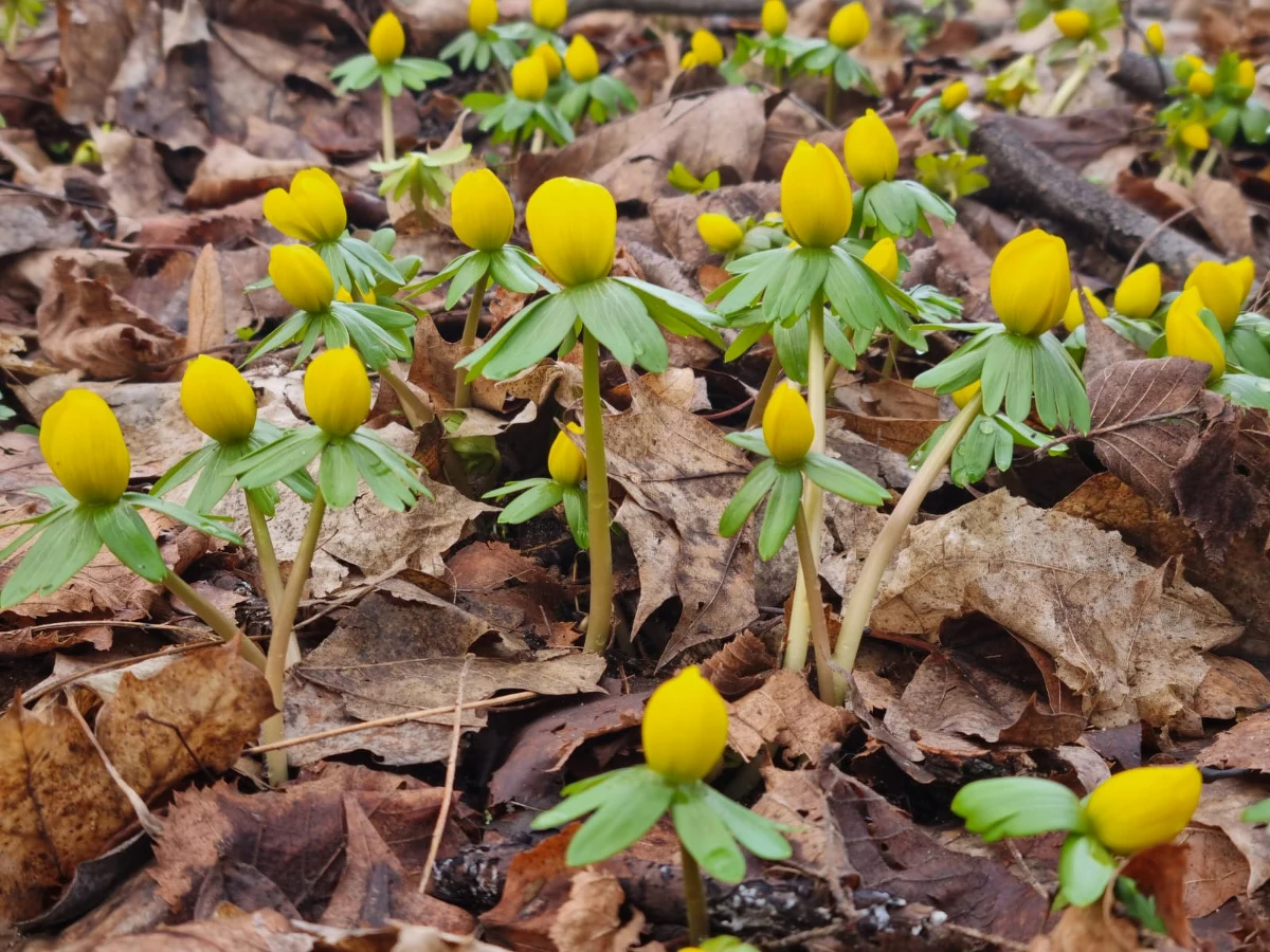 W ostatnich dniach na leśnych wzgórzach Parku w Radojewie k. Poznania rozpoczął się wiosenny spektakl. Zakwitły tam ranniki zimowe, które będzie można jeszcze podziwiać  przez kilka dni. 