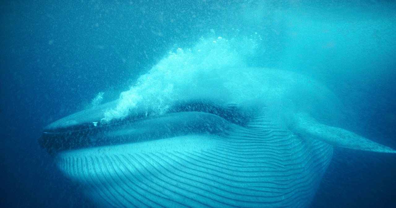 Exotic whale hybrids swimming in the ocean.  What's going on?