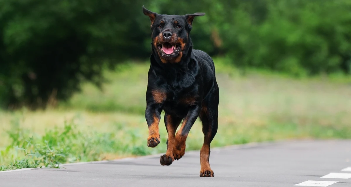 Nieopodal Rzymu, w miejscowości Manziana, w niedzielę rano znaleziono ciało biegacza. Na podstawie ciężkich obrażeń twarzy i całego ciała ustalono, że mężczyzna został rozszarpany przez psy.