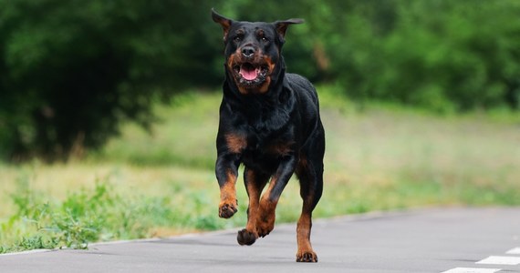 Nieopodal Rzymu, w miejscowości Manziana, w niedzielę rano znaleziono ciało biegacza. Na podstawie ciężkich obrażeń twarzy i całego ciała ustalono, że mężczyzna został rozszarpany przez psy.