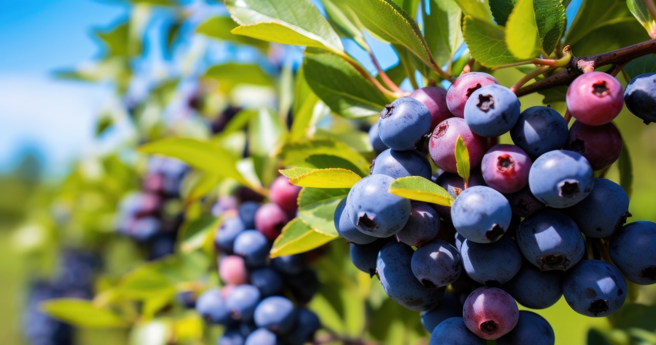 Liście borówki amerykańskiej zmieniają kolor? To spory problem, więc działaj szybko